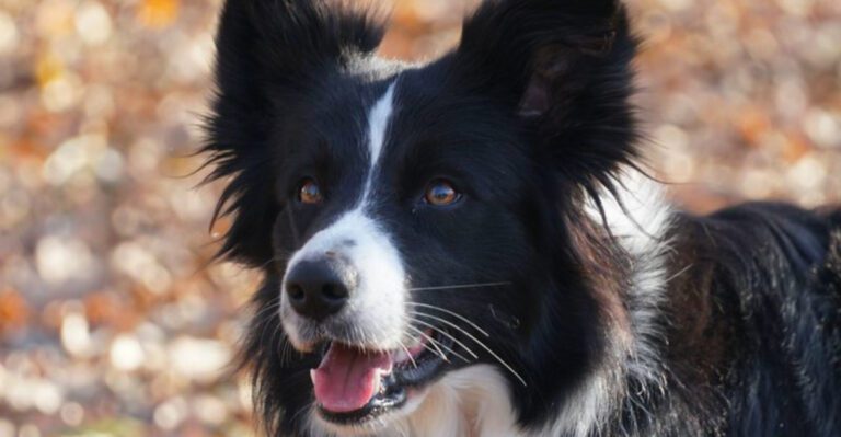 14 working minded dog breeds plus 3 that hate being idle dog news