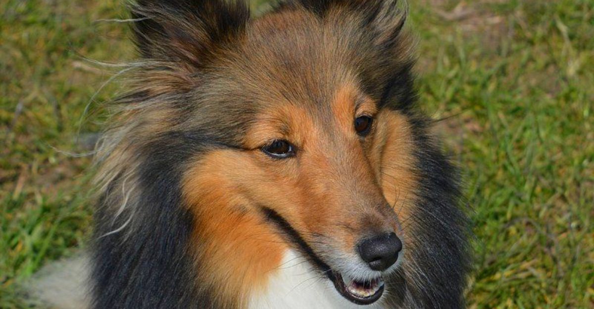 15 dogs that reward consistent training almost immediately – plus 3 exceptional learners