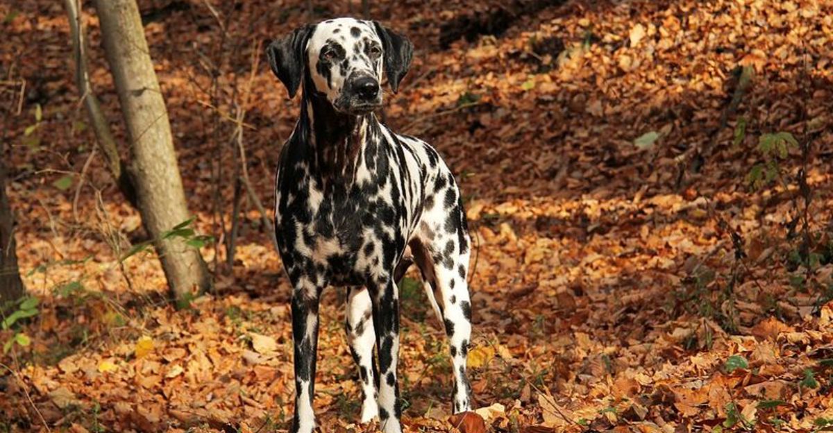 15 gorgeous breeds that bring energy and purpose to every morning
