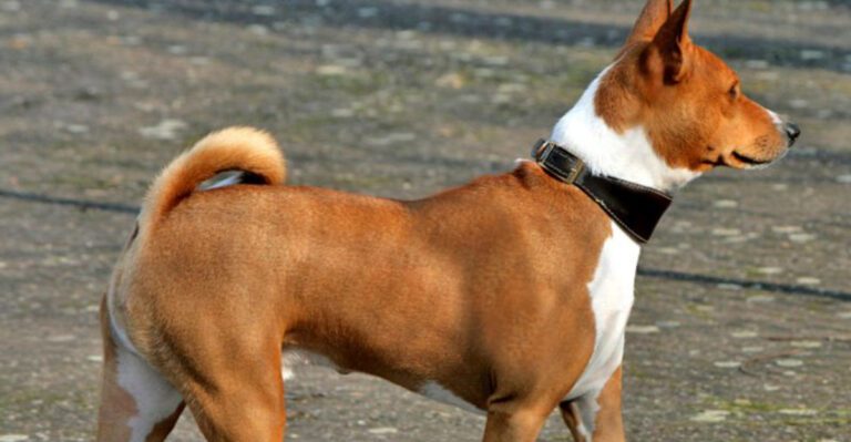 15 tidy dogs that somehow combine cleanliness with a bossy streak dog news