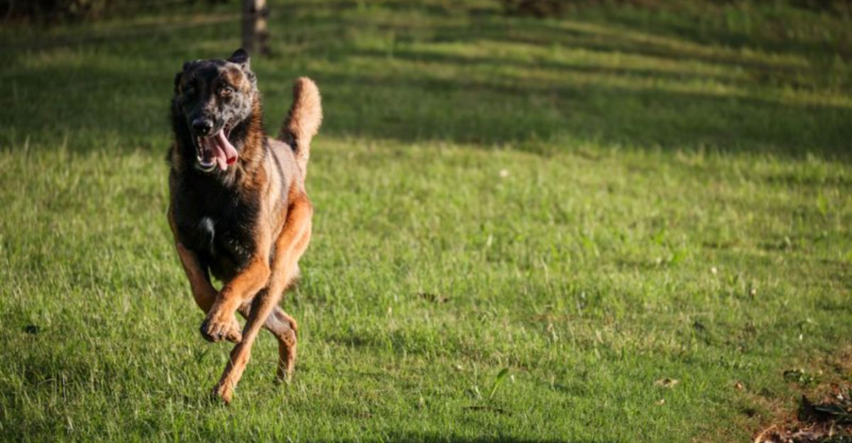 16 dog breeds most owners underestimate – then regret not researching sooner, plus 4 more that surprise almost everyone