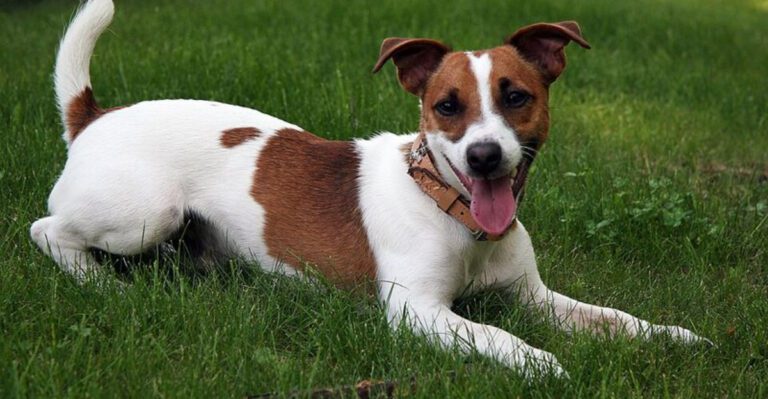 16 dog breeds that deserve more understanding and less criticism when stress takes over dog news