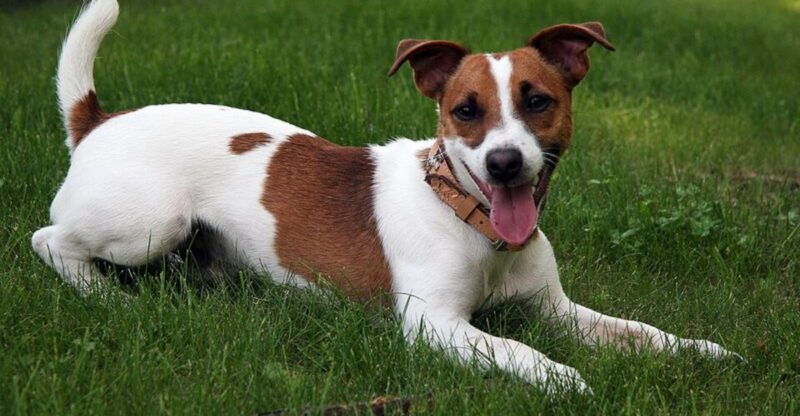 16 dog breeds that deserve more understanding and less criticism when stress takes over