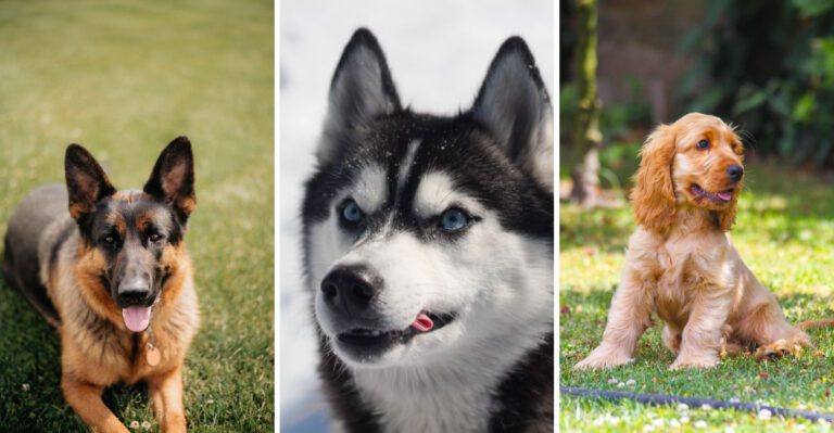 17 dog breeds that seem loyal at first until they become impossible to ignore plus 5 that take clingy to another level dog news