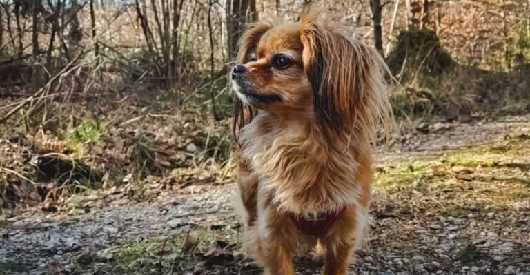 17 dogs that become remarkably calm once they know youre not going anywhere dog news