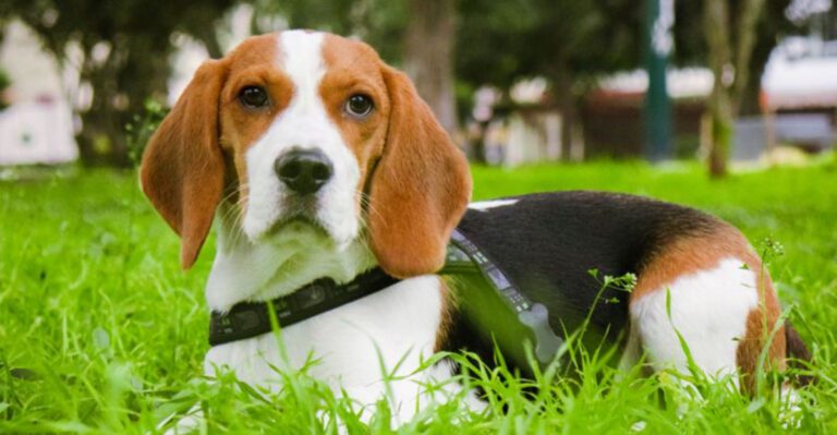 18 dog breeds people think are perfect family pets until they discover the hidden challenges plus 4 breeds that are even tougher dog news