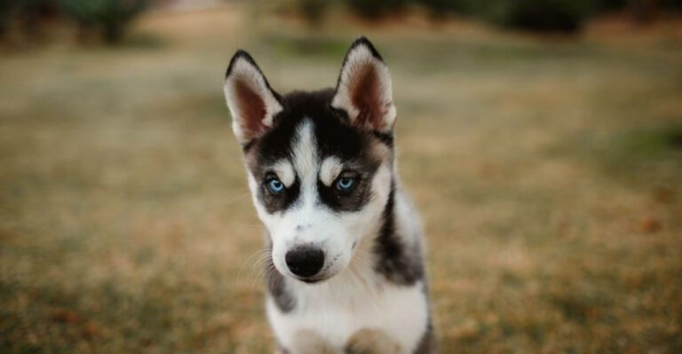 19 dog breeds that owners say are far harder than the books make them sound plus 4 more that catch families off guard dog news