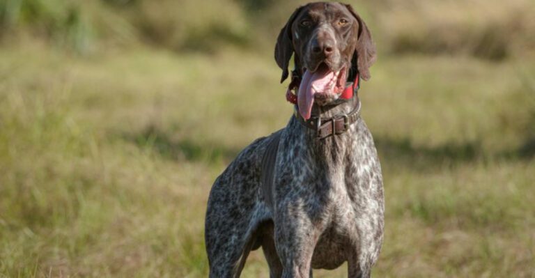 8 high energy breeds that resist naps plus 5 that could sleep through anything dog news