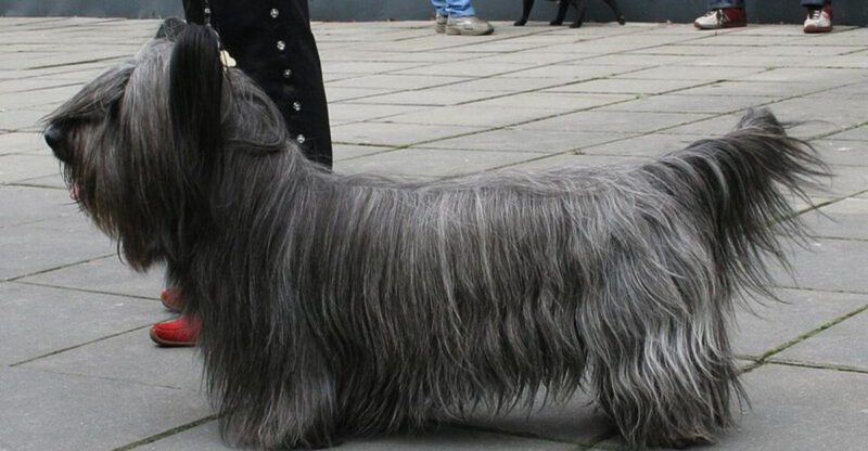 9 breeds fading from the spotlight plus 3 climbing the popularity rankings
