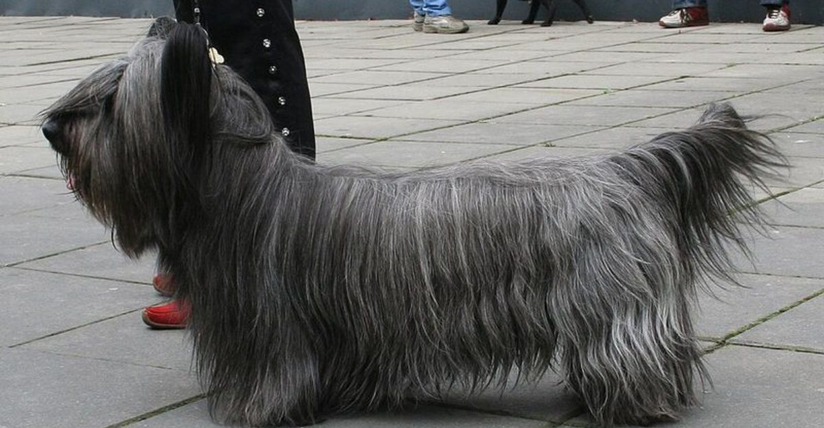 9 breeds fading from the spotlight plus 3 climbing the popularity rankings