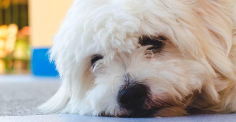 A Maltese may steal your heart but these 10 realities come with the package