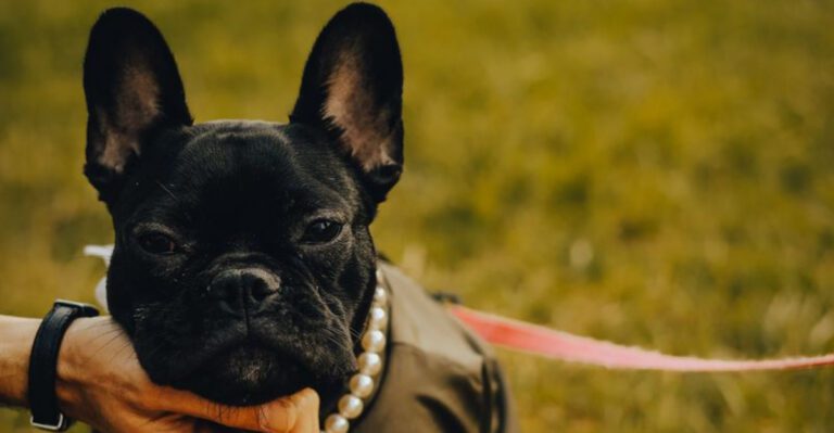 A normal walk can become dangerous much faster for these 15 dog breeds dog news