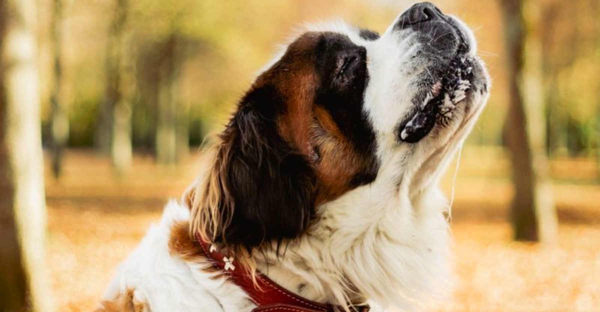 Americas forgotten family dogs – 14 breeds that deserve another moment in the spotlight