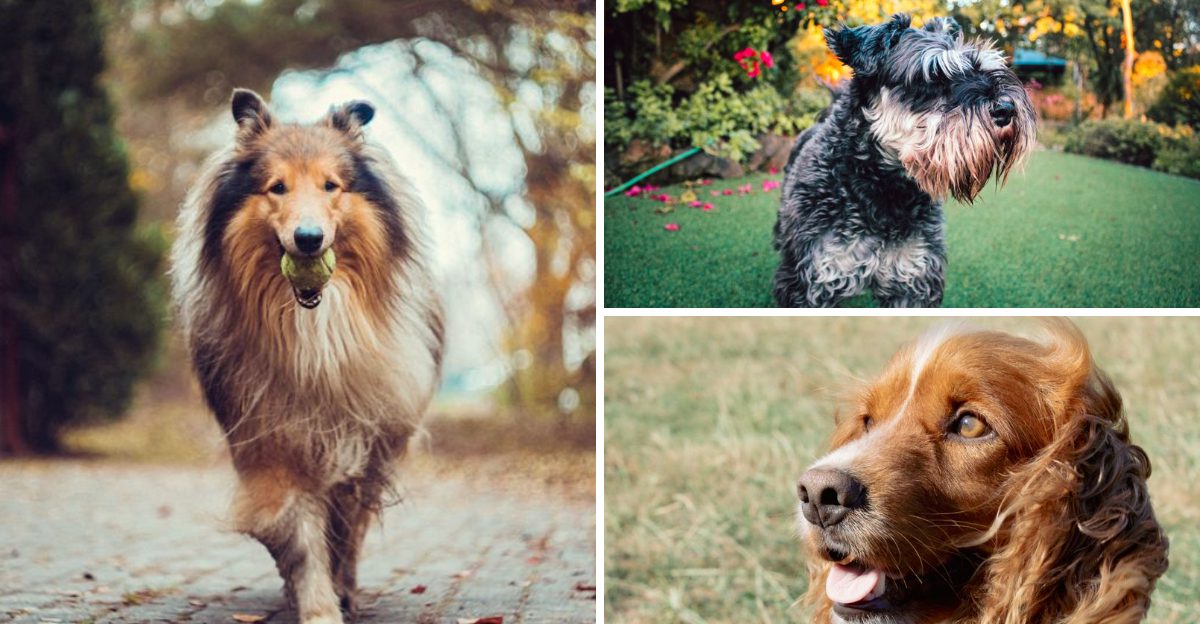 Back when every street had one – 14 classic dog breeds that defined suburban America