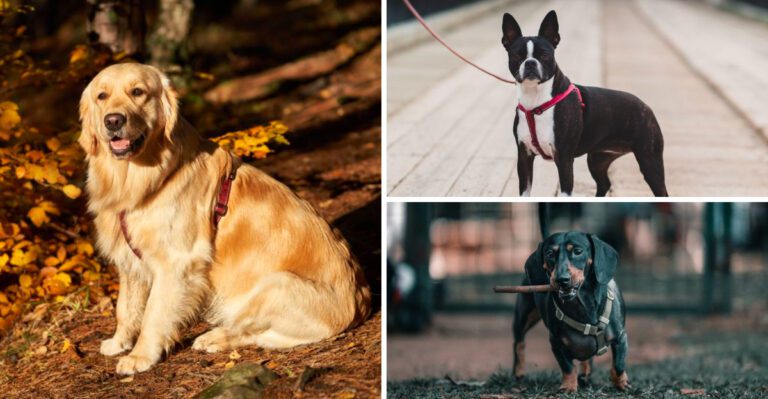 Before Doodles took over – 15 dog breeds every family wanted in the 90s dog news