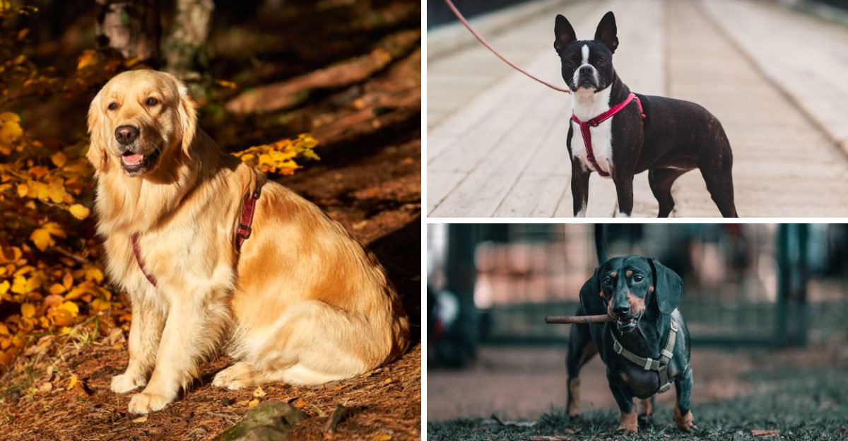 Before Doodles took over – 15 dog breeds every family wanted in the 90s