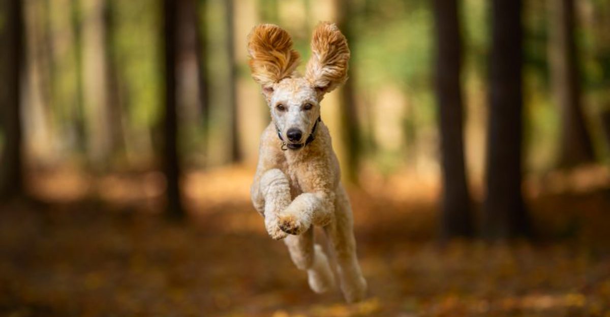 Before designer dogs existed these 13 breeds were everyones first choice