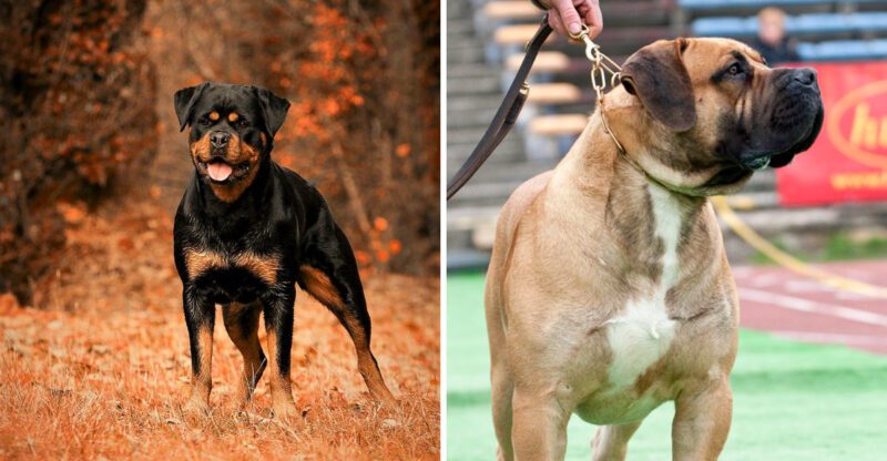 Built for demanding work these 12 dog breeds have some of the strongest jaws around
