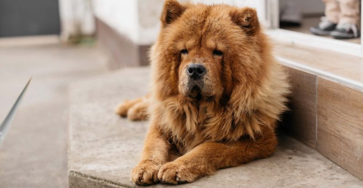 Busy households arent ideal for these 13 dog breeds calm homes bring out their best