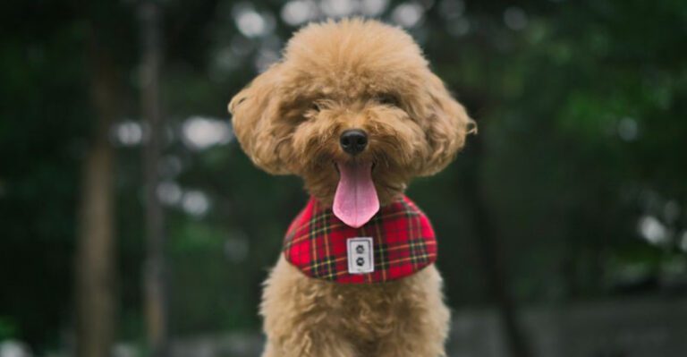 Busy schedule These 11 dog breeds are easier to live with than you might think dog news