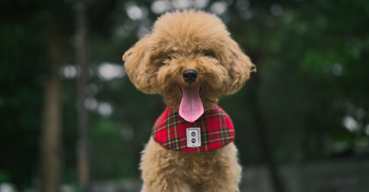 Busy schedule These 11 dog breeds are easier to live with than you might think
