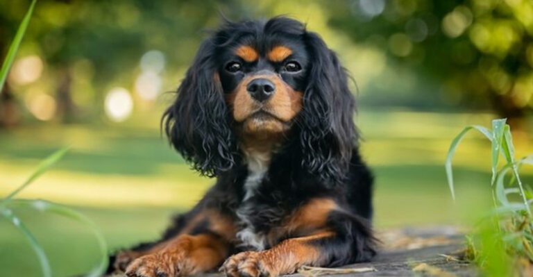 Calm steady and easy to live with These 14 breeds are attracting more attention than ever dog news