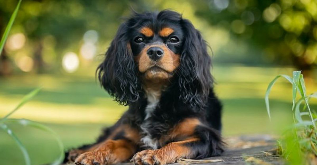Calm steady and easy to live with These 14 breeds are attracting more attention than ever