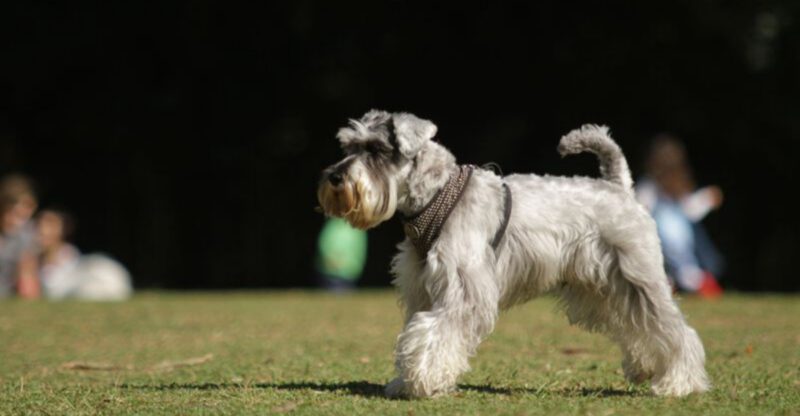 Dog lovers keep overlooking these 11 incredible breeds and theyre missing out