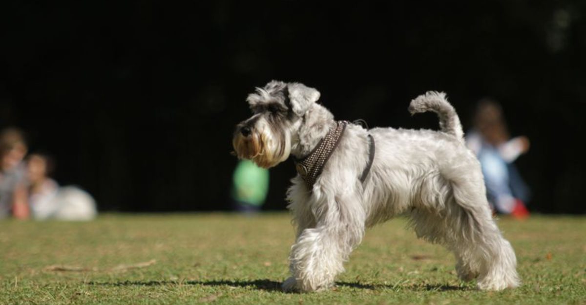 Dog lovers keep overlooking these 11 incredible breeds and theyre missing out