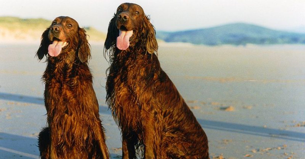 Dog owners are moving on – 15 once beloved breeds quietly fading from family homes