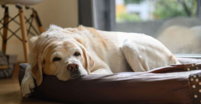 Dogs rarely complain thats why these 10 warning signs matter so much dog news