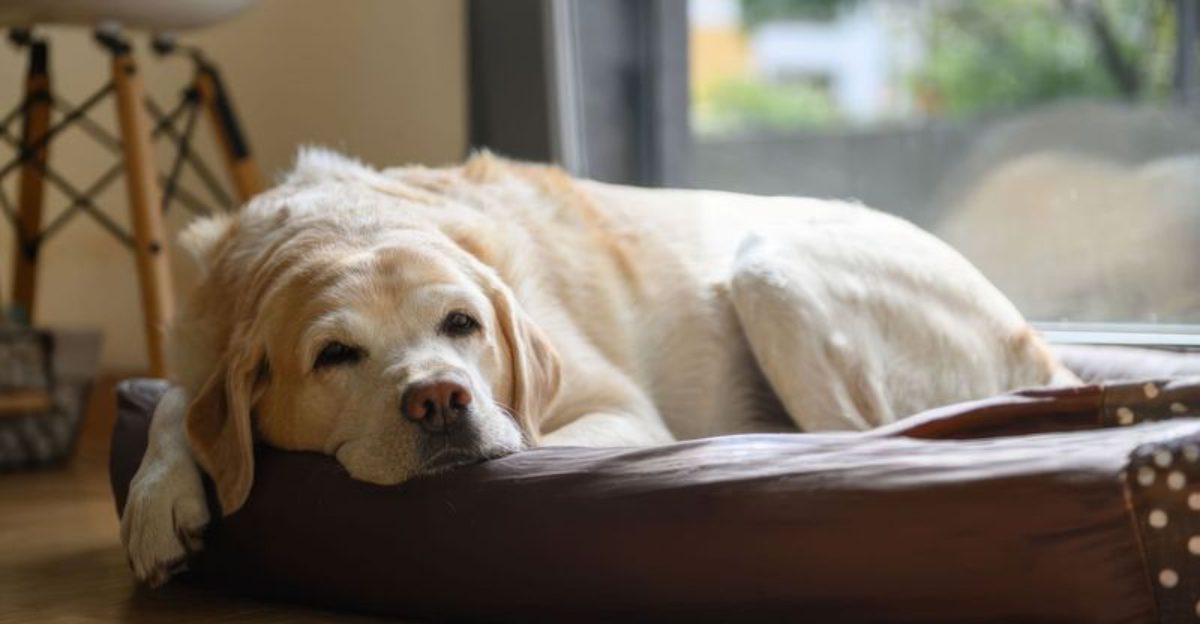 Dogs rarely complain thats why these 10 warning signs matter so much