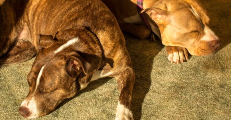 Dont judge these 12 breeds too early they often become incredibly gentle with trust dog news