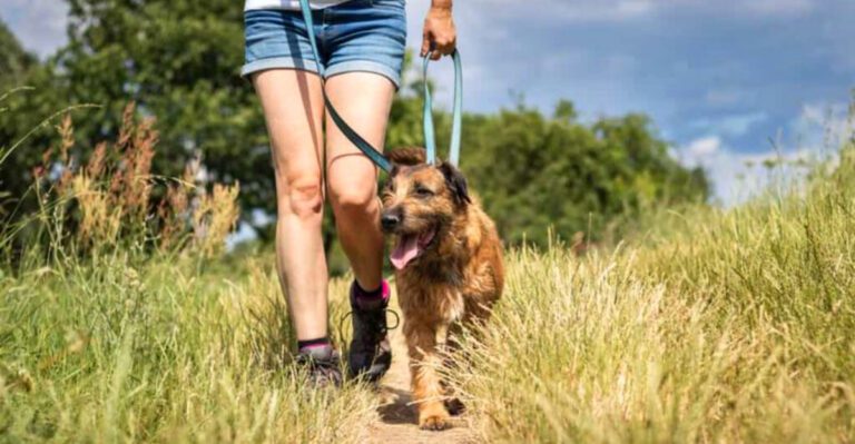 Ever wonder why your dog picked you These 10 traits may explain it plus 3 that build trust even faster dog news