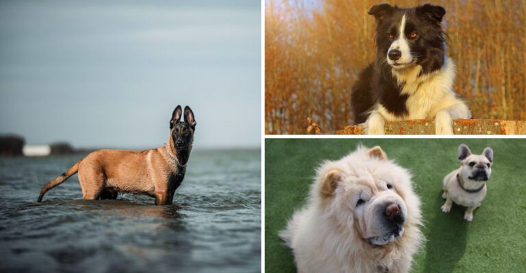 Experts say these 10 dog breeds belong with experienced handlers – Plus 3 that challenge almost everyone dog news