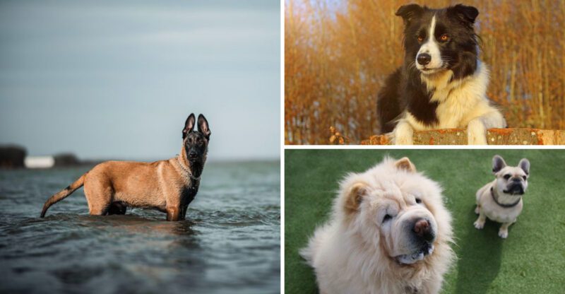 Experts say these 10 dog breeds belong with experienced handlers – Plus 3 that challenge almost everyone