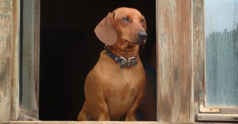 Experts say these 11 dog breeds dont just enjoy affection they depend on it