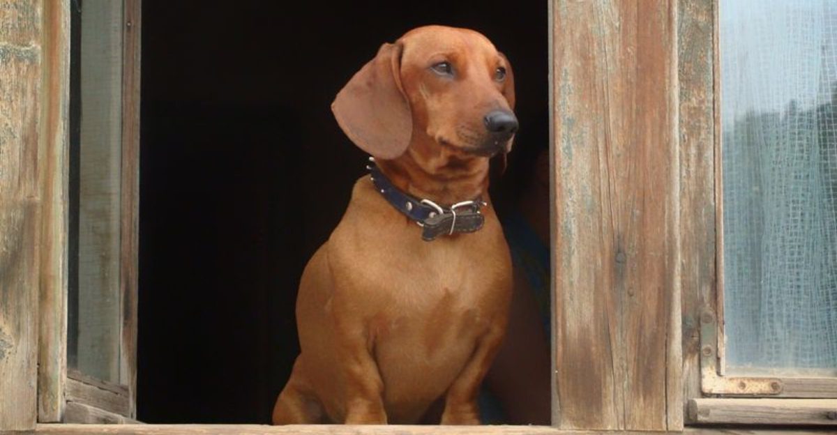 Experts say these 11 dog breeds dont just enjoy affection they depend on it