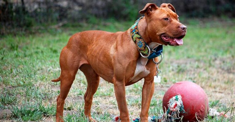 Few dog breeds create as much debate as these 11 controversial favorites dog news