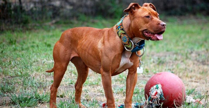 Few dog breeds create as much debate as these 11 controversial favorites
