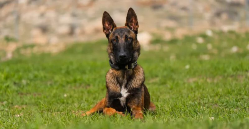 Forget endless training struggles These 11 dog breeds actually want to work with you