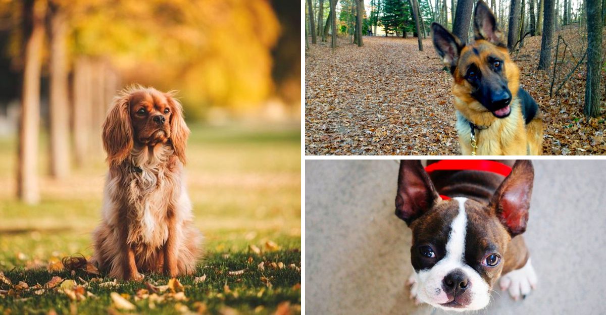 From black and white photos to todays homes – 12 timeless dog breeds that never lost their charm