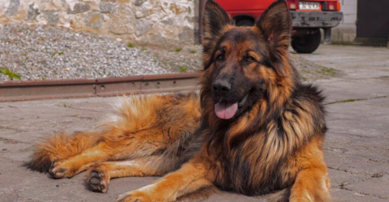 Grandpa always trusted these 12 working dog breeds – And for good reason dog news