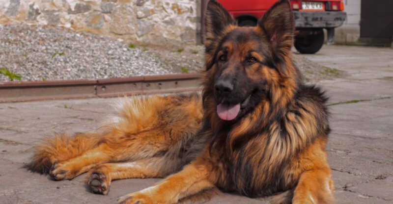 Grandpa always trusted these 12 working dog breeds – And for good reason