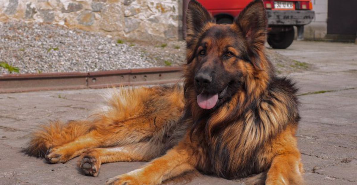 Grandpa always trusted these 12 working dog breeds – And for good reason