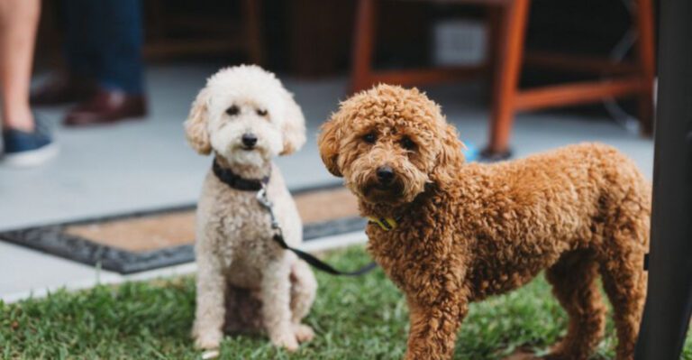Hate dog hair everywhere These 14 breeds make life noticeably easier dog news