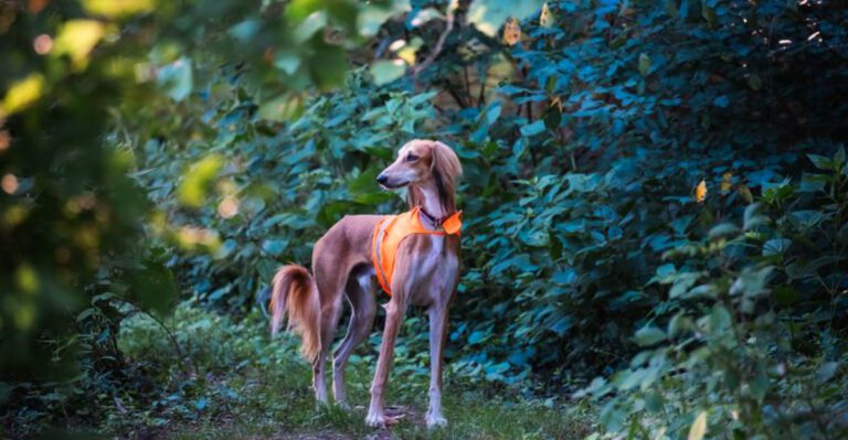 If beauty had four legs these 14 dog breeds would lead the list dog news