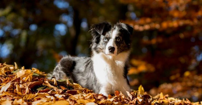 If dogs could talk these 13 breeds never would stop plus 3 that already act like they do dog news