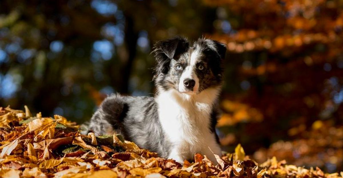 If dogs could talk, these 13 breeds never would stop – plus 3 that already act like they do