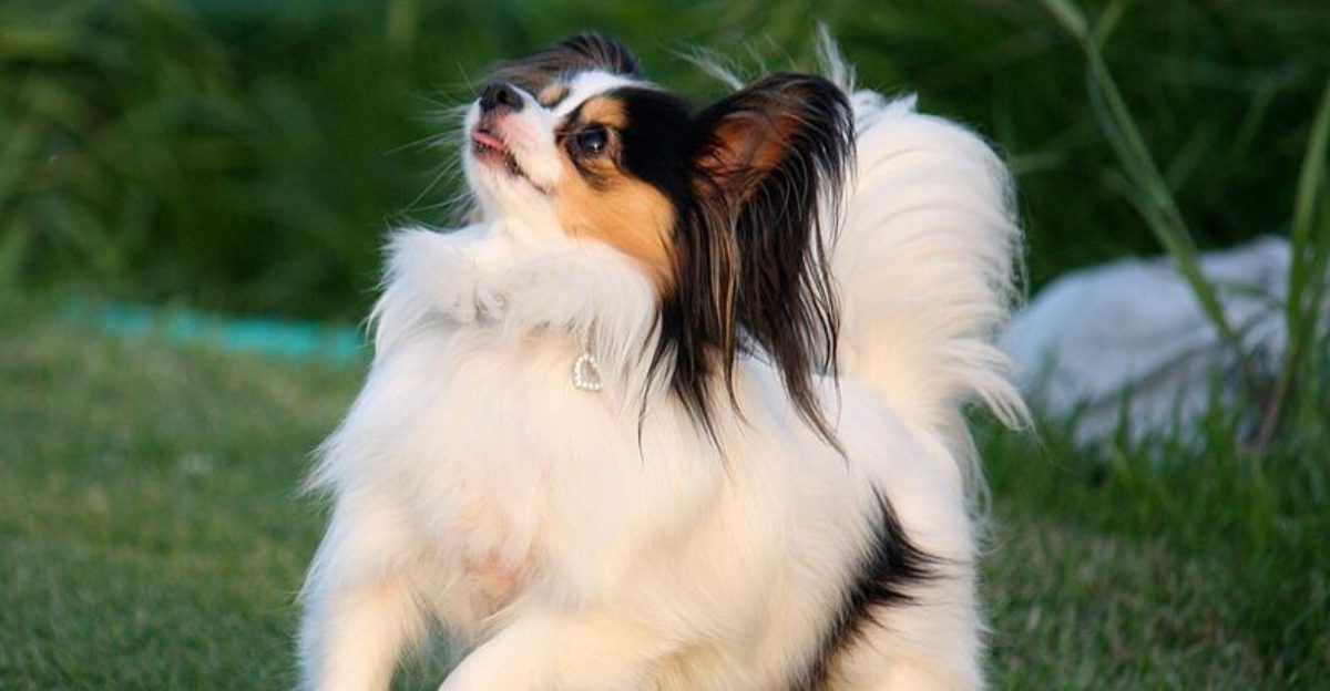 If lifespan matters most these 12 dog breeds deserve a closer look